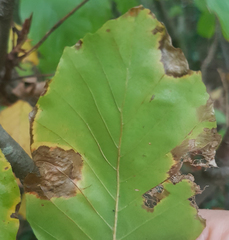 Phyllonorycter messaniella