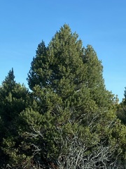 Pinus quadrifolia