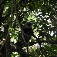 Semnopithecus vetulus