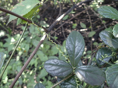 Image of Dune Grape (Cyphostemma flaviflorum) by (c) Mahomed Desai, some rights reserved (CC BY)