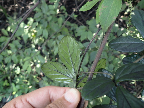 Image of Dune Grape (Cyphostemma flaviflorum) by (c) Mahomed Desai, some rights reserved (CC BY)