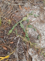 Opuntia drummondii