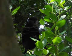 Semnopithecus vetulus