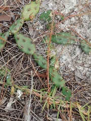 Opuntia drummondii