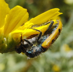 Trichodes octopunctatus