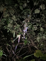 Cheirogaleus