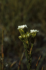 Lachnaea capitata