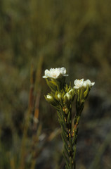 Lachnaea capitata