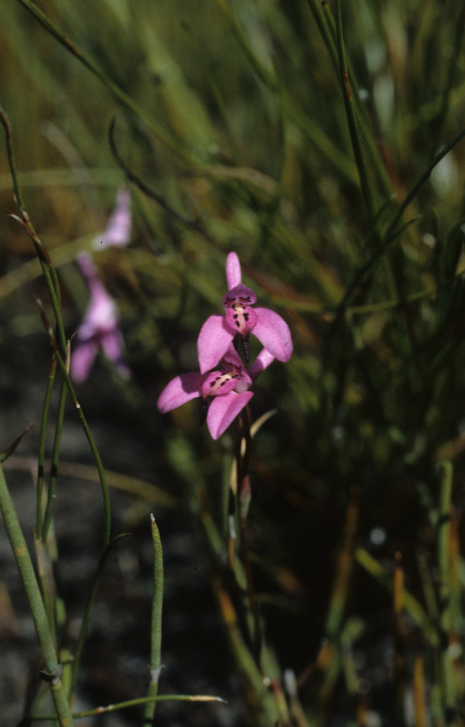 Disa obliqua