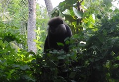 Semnopithecus vetulus