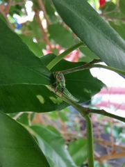 Coniatus tamarisci