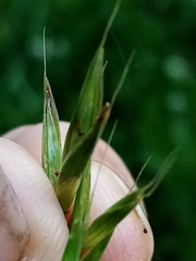 Bromus sitchensis