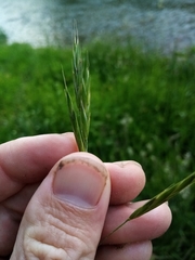 Bromus sitchensis