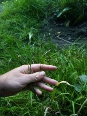 Bromus sitchensis