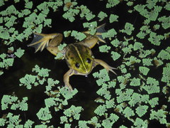 Euphlyctis hexadactyla