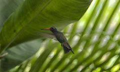 Cynanthus latirostris