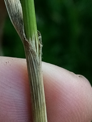 Bromus sitchensis