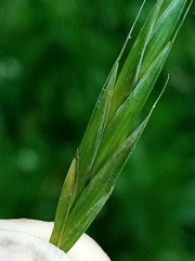 Bromus sitchensis