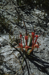 Babiana ringens