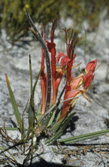 Babiana ringens
