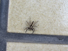 Menemerus bivittatus