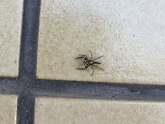 Menemerus bivittatus