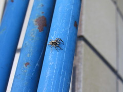 Menemerus bivittatus