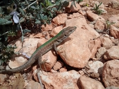 Podarcis filfolensis maltensis