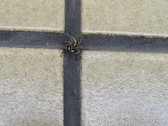 Menemerus bivittatus