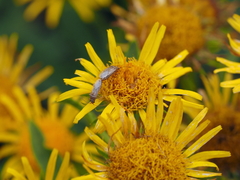 Nysius graminicola