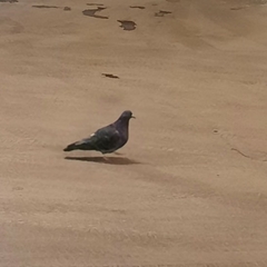 Columba livia domestica