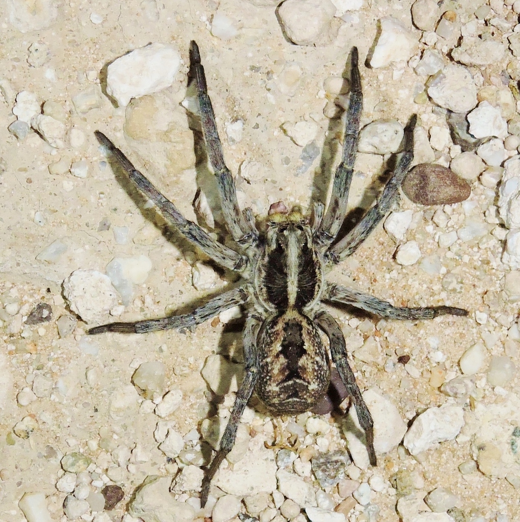 Carolina Wolf Spider (Hogna carolinensis) · iNaturalist