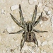 Carolina Wolf Spider - Photo (c) Royal Tyler, some rights reserved (CC BY-NC-SA), uploaded by Royal Tyler