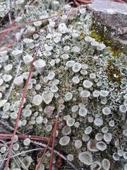 Cladonia
