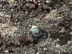 Acanthinucella punctulata