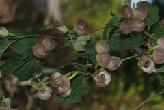 Operculina ventricosa