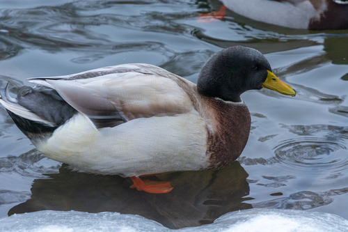 Ánade azulón (Anas platyrhynchos)