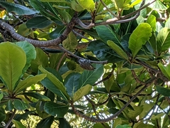 Picumnus albosquamatus