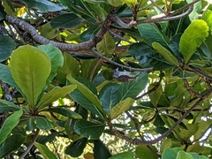 Picumnus albosquamatus