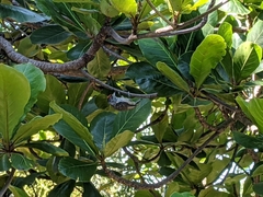 Picumnus albosquamatus