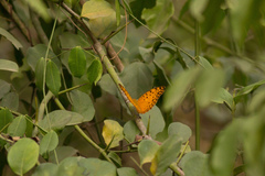 Phalanta