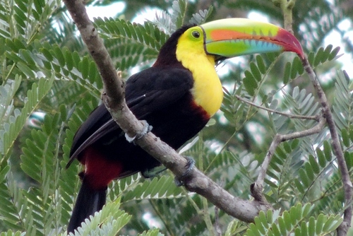 Keel-billed Toucan