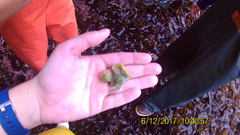 Halichondria panicea