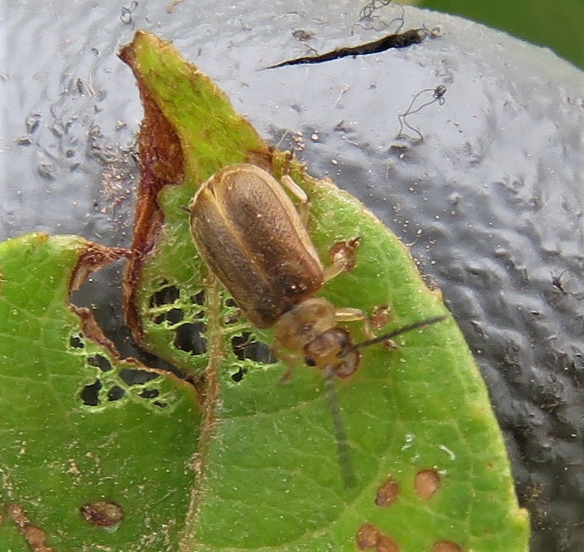 Tricholochmaea decora