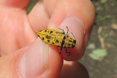 Euplectalecia