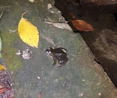 Euphlyctis hexadactyla