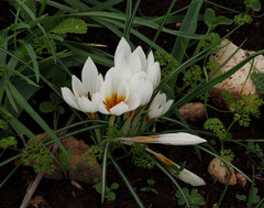 Crocus hyemalis
