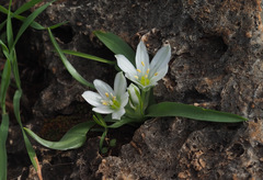 Ornithogalum lanceolatum