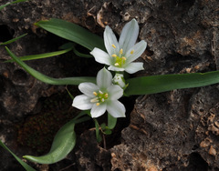 Ornithogalum lanceolatum