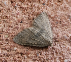 Colostygia multistrigaria